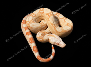 Future Breeding Pair of Kahl Boa Constrictors