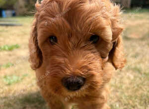 Beautiful F1b Cockapoo puppies