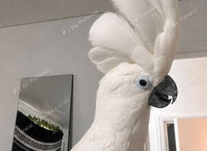 Male fully tame umbrella cockatoo