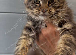 XL beautiful maine coon kittens