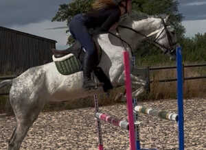Briana 10 year old 16.1 mare by chillout