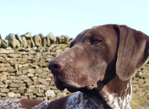 German shorthaired pointer stud