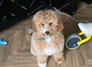 Male cockapoo