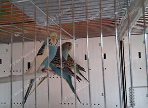 Budgies