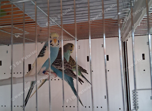 Budgies