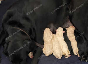 Lovely Labrador puplies