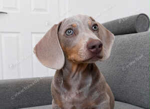 Ralph - a 6month old male pup - lilac in colour.