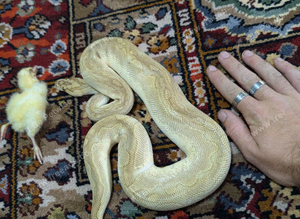 Male ball python
