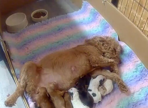 Beautiful cockapoo puppies.