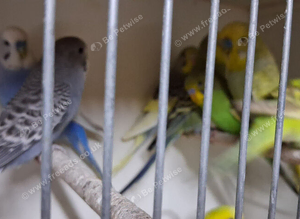 Young budgies