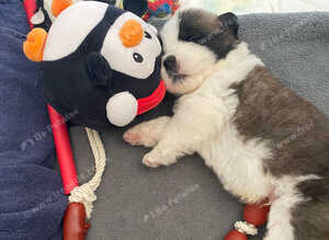 Gorgeous Saint Bernard puppies looking for homes