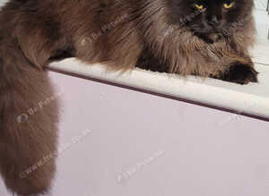 New Forest Cat for sale