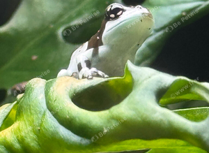 Stunning Milk Frogs