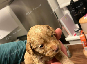 Female cockapoo