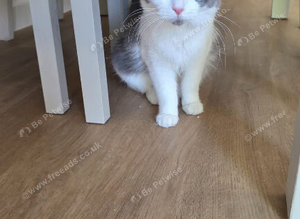 One year old girl needs rehoming