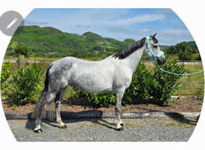 Connemara mare