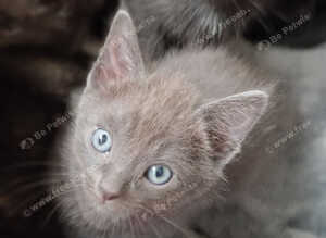 Lovely kittens need new homes