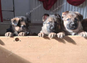 Ready 2 go.! Pure breed German Shepherd pups
