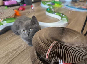 British shorthair pedigree kittens, blues age 9 weeks ready now