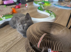 Pedigree kittens, British blues age 9 weeks, ready now