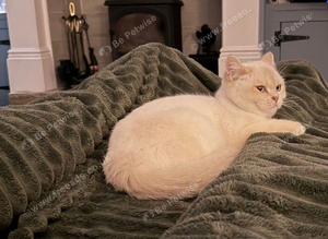 GCCF Active British Shorthair Adult Cats