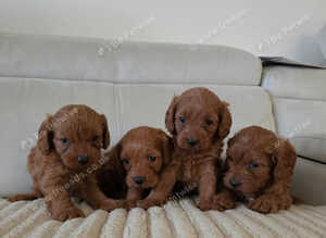Fox red f1 cavapoo puppies