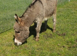 Miniature Mediterranean Donkeys