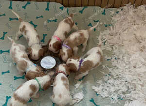 Cavalier puppies - KC reg parents