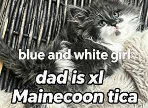 Stunning Maine coon Hugh kittens pure breed