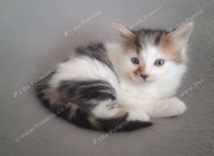 Fluffy kittens
