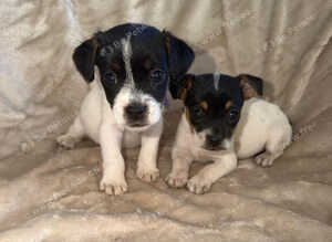 2 beautiful girl jack Russell pups