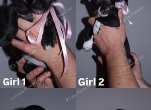 4 Jackapoo Puppies