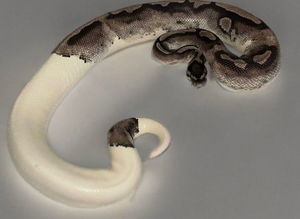Male vpi axanthic pied