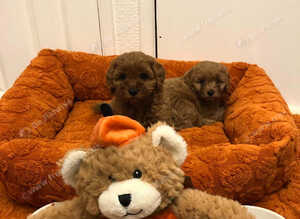 Gorgeous fox red cavapoo puppies