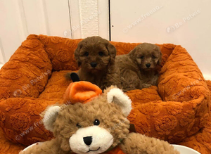 Gorgeous fox red cockapoo puppies