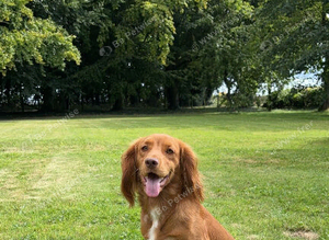 Fox red working cocker spaniel for stud