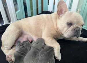 Blue french bull dog pups