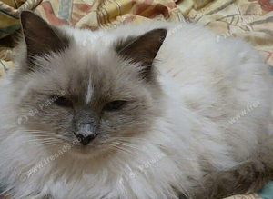 Ragdoll Blue Mitted Female Girl