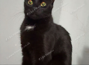 Smokey and Lottie Bonded cats