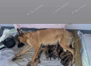 Belgian Malinois cross  Perro de Presa Canario