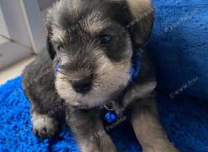 Adorable Mini Schnauzer pups - KC reg 5* Licensed Boys/Girls