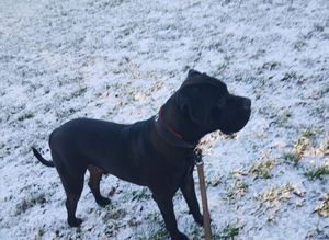 Stud available