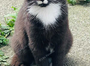 British longhair cats