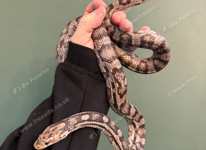 Adult female corn snake