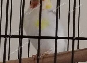 Syberian goldfinch