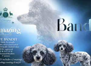 Merle Toy poodle fully health checked 5* licensed well proven