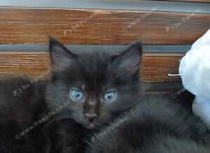 8 weeks old ready next wednesday