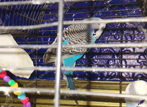 2 beautiful boy blue budgie