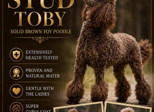Brown toy poodle