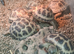 Young Horsefield Tortoises Available